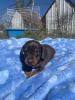 Leo, a  Miniature Dachshund for sale in Osceola, MO – 2 of 6