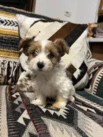 Lily, a female Yorkshire Terrier for sale in Osceola, MO – Photo 3 of 6