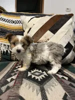 Lily, a female Yorkshire Terrier for sale in Osceola, MO – Photo 4 of 6