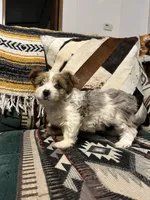 Lily, a female Yorkshire Terrier for sale in Osceola, MO – Photo 5 of 6