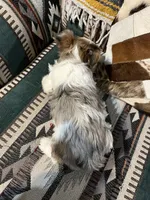 Lily, a female Yorkshire Terrier for sale in Osceola, MO – Photo 6 of 6