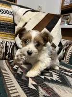 Lily, a female Yorkshire Terrier for sale in Osceola, MO – Photo 1 of 6