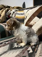 Lily, a female Yorkshire Terrier for sale in Osceola, MO – Photo 2 of 6