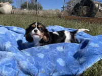 Reba , a female Cavalier King Charles Spaniel for sale in Osceola, MO – 2 of 5