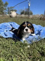 Reba , a female Cavalier King Charles Spaniel for sale in Osceola, MO – 5 of 5