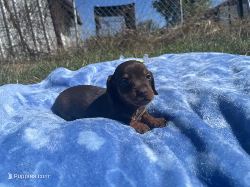 Leo – Miniature Dachshund puppy for sale in Osceola, MO