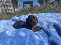 Leo, a  Miniature Dachshund for sale in Osceola, MO – 1 of 6