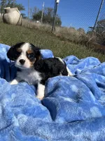Rebel, a male Cavalier King Charles Spaniel for sale in Osceola, MO – 5 of 6