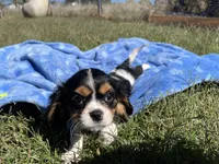 Reba , a female Cavalier King Charles Spaniel for sale in Osceola, MO – 3 of 5