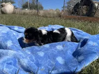 Reba , a female Cavalier King Charles Spaniel for sale in Osceola, MO – 4 of 5