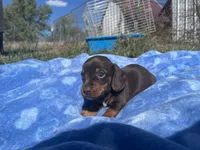 Leo, a  Miniature Dachshund for sale in Osceola, MO – 4 of 6