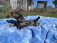 Rylee , a  Miniature Dachshund for sale in Osceola, MO – 3 of 6