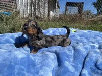 Rylee , a  Miniature Dachshund for sale in Osceola, MO – 5 of 6