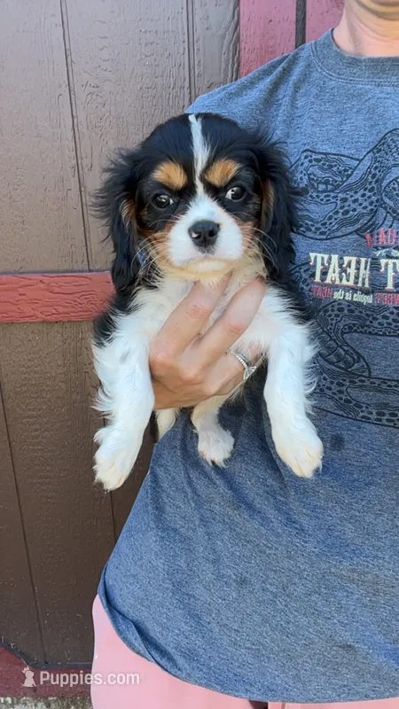 Reba  – Cavalier King Charles Spaniel puppy for sale in Osceola, MO