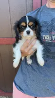Reba , a female Cavalier King Charles Spaniel for sale in Osceola, MO – 1 of 5