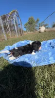 Rebel, a male Cavalier King Charles Spaniel for sale in Osceola, MO – 2 of 6