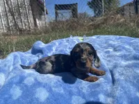 Kalli , a  Miniature Dachshund for sale in Osceola, MO – 3 of 5