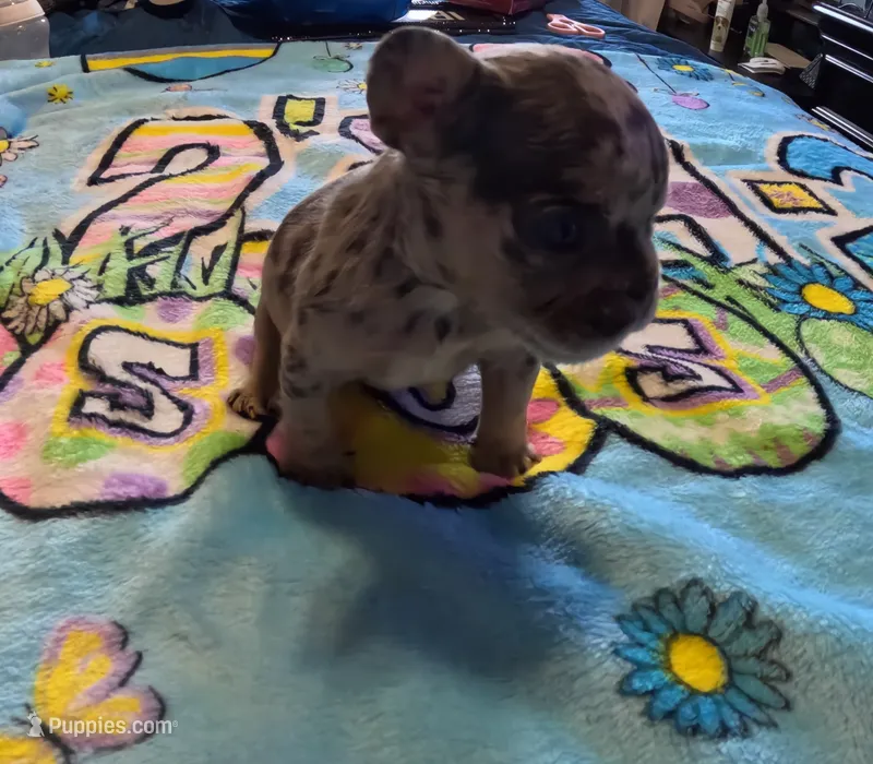Donatello – French Bulldog puppy for sale in Denver, CO