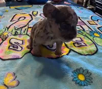 Donatello, a male French Bulldog for sale in Denver, CO – 1 of 4