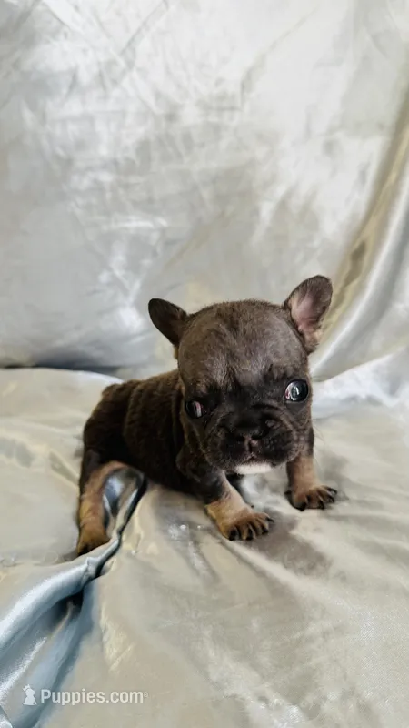 Leonardo – French Bulldog puppy for sale in Denver, CO