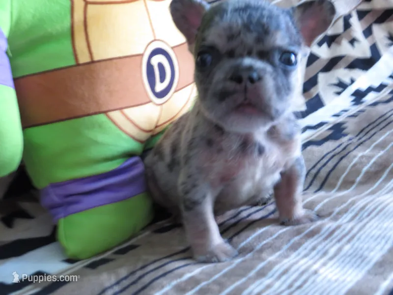 Donatello – French Bulldog puppy for sale in Denver, CO