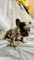 Donatello (On Hold), a male French Bulldog for sale in Denver, CO – 3 of 5