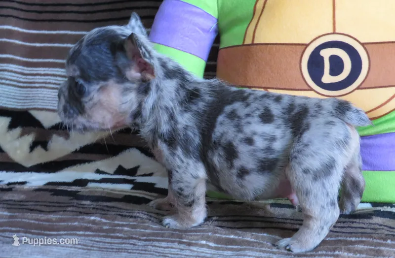 Donatello – French Bulldog puppy for sale in Denver, CO