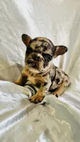 Donatello (On Hold), a male French Bulldog for sale in Denver, CO – 1 of 5