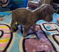 Raphaello, a male French Bulldog for sale in Denver, CO – 3 of 4