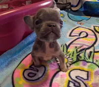 Raphaello, a male French Bulldog for sale in Denver, CO – 4 of 4