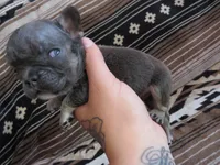 Leonardo, a male French Bulldog for sale in Denver, CO – 2 of 4