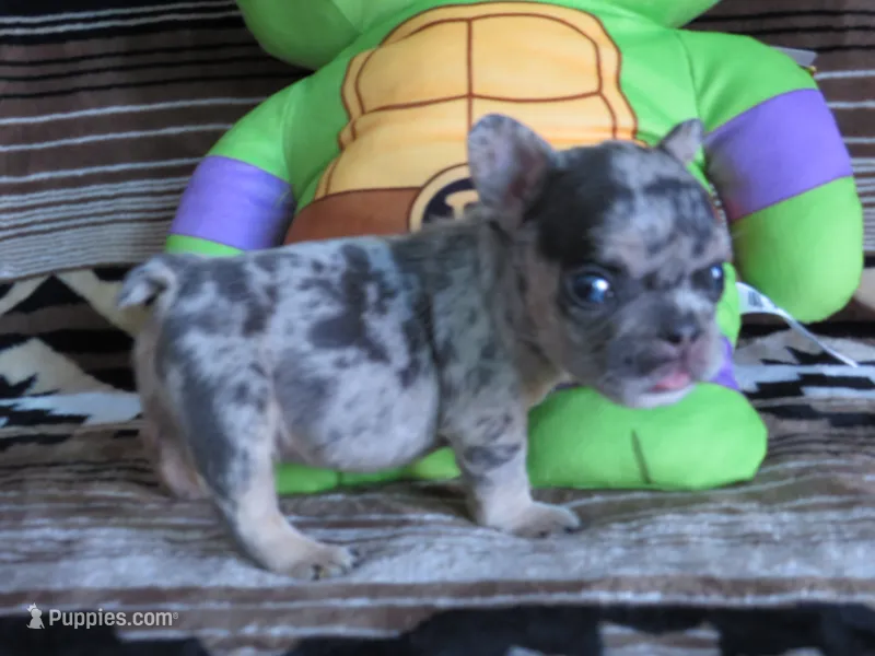 Donatello – French Bulldog puppy for sale in Denver, CO