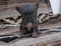Leonardo, a male French Bulldog for sale in Denver, CO – 3 of 4