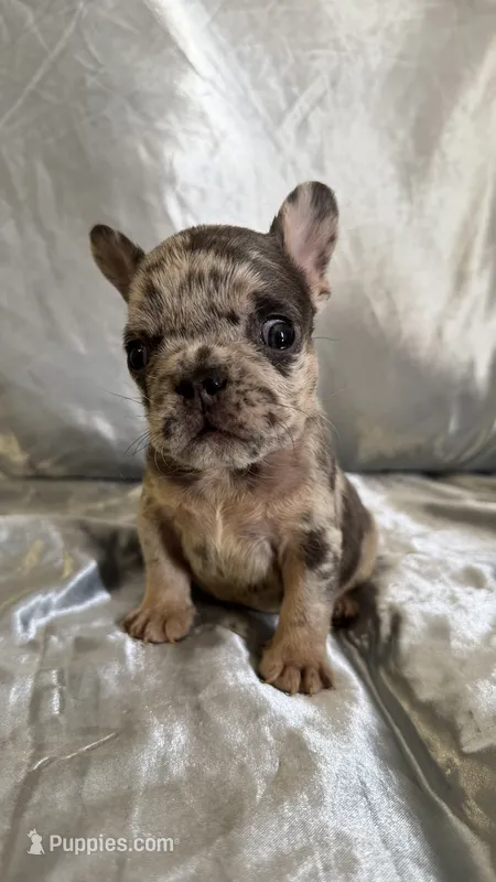 Michael Angelo – French Bulldog puppy for sale in Denver, CO