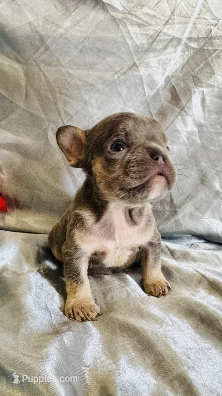 Raphaello – French Bulldog puppy for sale in Denver, CO