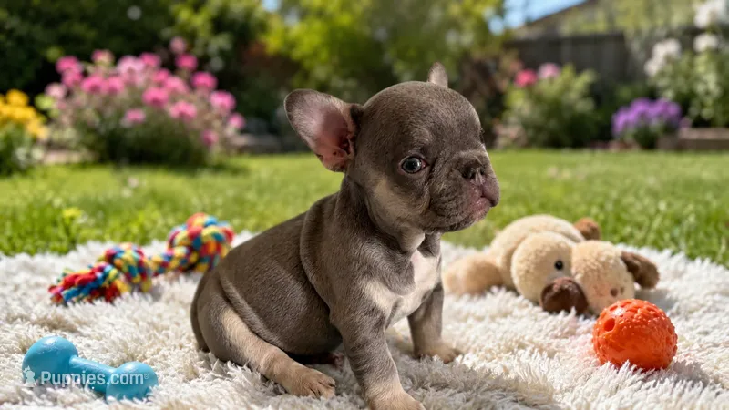 Raphaello  – French Bulldog puppy for sale in Denver, CO