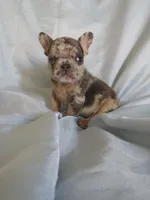Michael Angelo, a male French Bulldog for sale in Denver, CO – 2 of 4