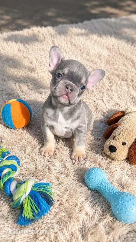 Raphaello  – French Bulldog puppy for sale in Denver, CO