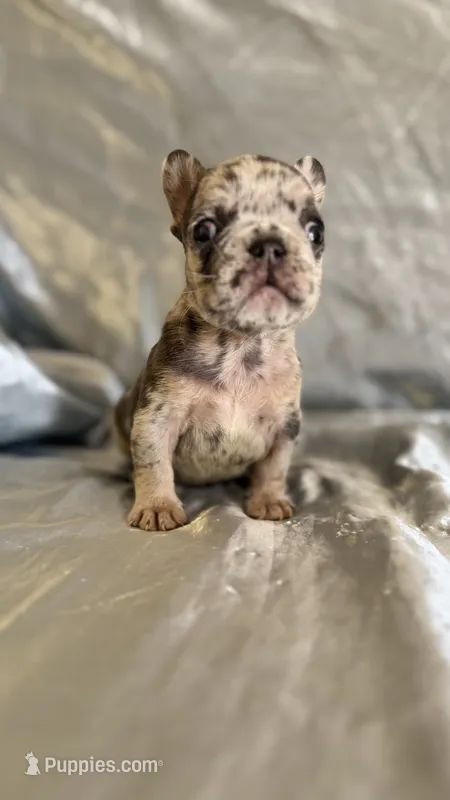 Michael Angelo – French Bulldog puppy for sale in Denver, CO