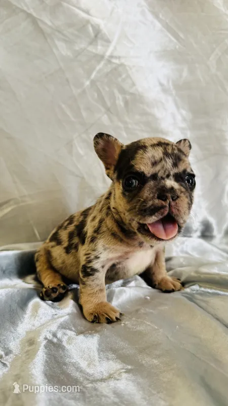 Donatello – French Bulldog puppy for sale in Denver, CO
