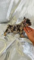 Donatello (On Hold), a male French Bulldog for sale in Denver, CO – 4 of 5
