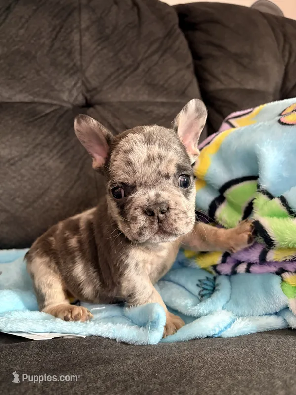 Michael Angelo – French Bulldog puppy for sale in Denver, CO