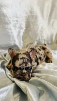 Donatello (On Hold), a male French Bulldog for sale in Denver, CO – 5 of 5