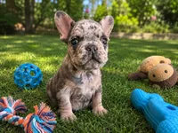 Michael Angelo (On Hold), a male French Bulldog for sale in Denver, CO – 3 of 3