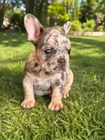 Michael Angelo (On Hold), a male French Bulldog for sale in Denver, CO – 2 of 3