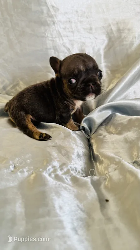 Leonardo – French Bulldog puppy for sale in Denver, CO