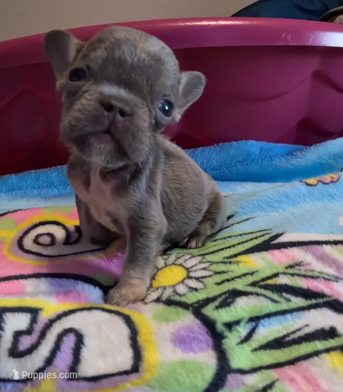 Raphaello – French Bulldog puppy for sale in Denver, CO