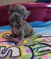 Raphaello, a male French Bulldog for sale in Denver, CO – 1 of 4