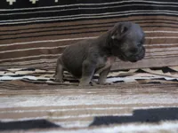 Leonardo, a male French Bulldog for sale in Denver, CO – 4 of 4
