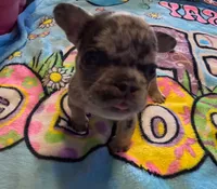 Donatello, a male French Bulldog for sale in Denver, CO – 2 of 4